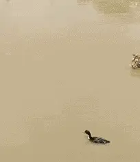 灯笼|搞笑段子：年过35的中年汉，终于鼓起勇气参加电脑征婚