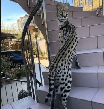 馒头|笑话:到网吧上网,没一会网管递过来一根烟,内心暗自窃喜