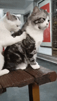 馒头|笑话:到网吧上网,没一会网管递过来一根烟,内心暗自窃喜