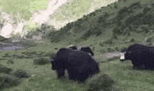 婆婆|经典笑话：家里只剩下一个梨了