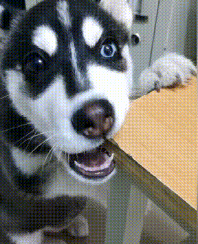 厉害|开心一笑GIF：一定不要打搅他，让他一个人静静的感受