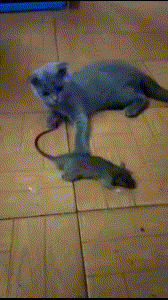 小舅子|开心一笑：小舅子在我家横行霸道，我把老姐介绍给他，没过多久……