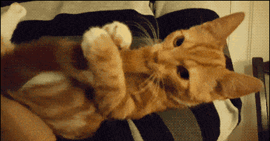 儿子|笑话：哥们让人骗到传销组织，不到俩月让人家撵出来了，据说……