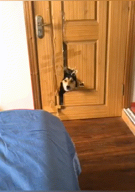 帅哥|爆笑GIF：：美女小美前段时间相了个帅哥，有房有车，相貌出众，正打的火热