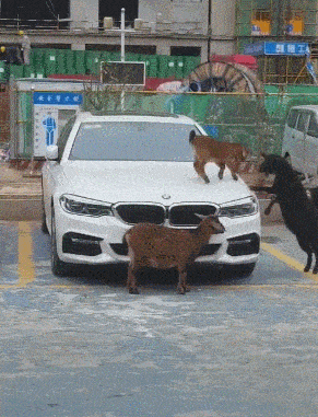 一碗水|搞笑段子动态图:“没用的,越亲打的越厉害”