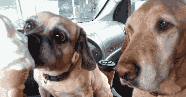 儿子|搞笑GIF：小妹妹，要不要哥哥帮你倒进去？