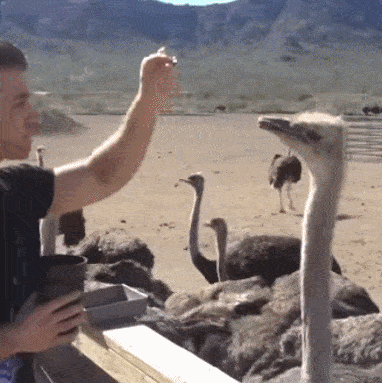 一针|搞笑GIF趣图:折腾什么呢,都给我拿过来吧