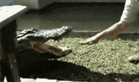 丈母娘|幽默笑话：和媳妇吵架，脸被她抓的花猫一样，正郁闷，丈母娘来了