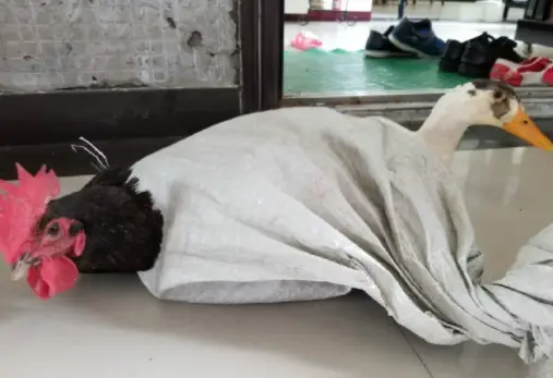 老婆|每日一笑:把二哈封印好了,可以放心的出门了