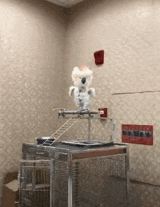 病人|开心一笑GIF：趁大家不注意放个炮，没想到把自己炸晕了