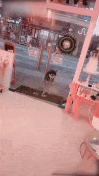 老婆|每日一笑:把二哈封印好了,可以放心的出门了