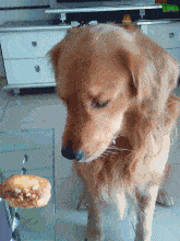 老婆|大姐你又不是第一次吃香蕉，至于么