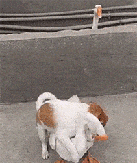 小强|大鹅:你果然在外面有狗了!