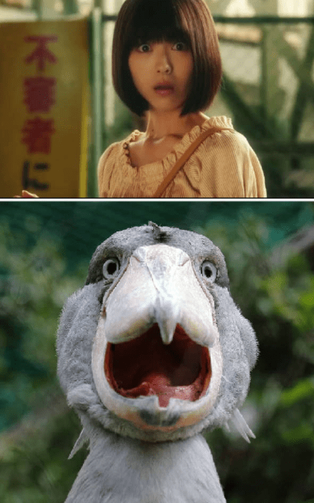 小强|大鹅:你果然在外面有狗了!