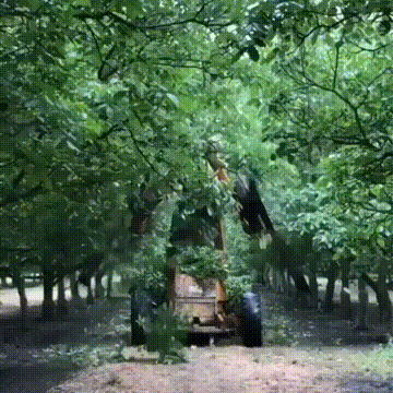 芝加哥市|都是光头而且发型也一样，应该是亲兄弟。