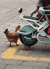 芝加哥市|都是光头而且发型也一样，应该是亲兄弟。