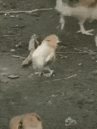 丈人|动图：看出来了，这又是一位凭本事单身的兄弟