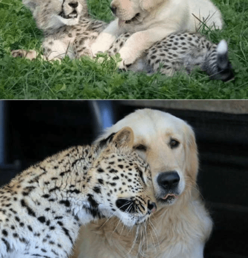 长头|搞笑段子搞笑GIF：这桌子菜买过单了，您慢吃，拜拜