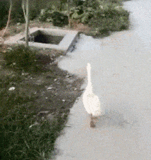 长头|搞笑段子搞笑GIF：这桌子菜买过单了，您慢吃，拜拜