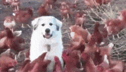 丈人|动图：看出来了，这又是一位凭本事单身的兄弟