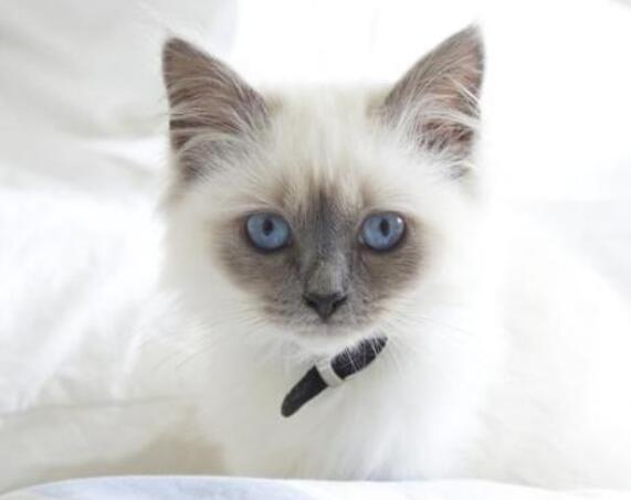 媳妇|幽默笑话:小学的时候家里比较穷,放学回来就带着书本出去放牛