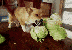 因为|能不能不要拦着我呀,我只是饿了