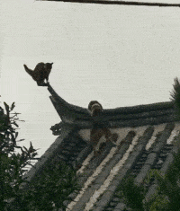 华佗|什么东西都敢丢