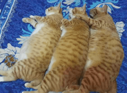 表妹|腿上的肉肉 别再说我瘦了 你看这肉抖的