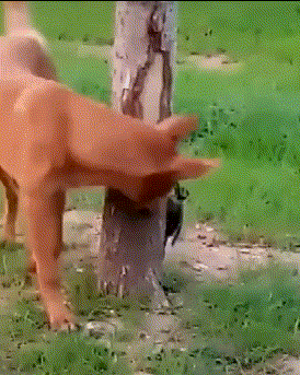 医生|爆笑GIF图:还拍照,赶紧把妹子拉起来吧,谁还没经历过这样的绝望啊