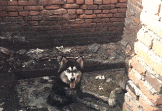 悟空|感觉疼出了10级