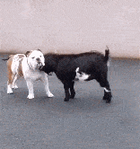 妹子|大哥，这样开车，你不冷吗