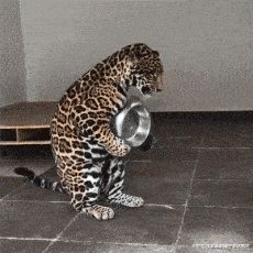 同事|搞笑GIF: 说的没错,此时就应该微笑面对生活