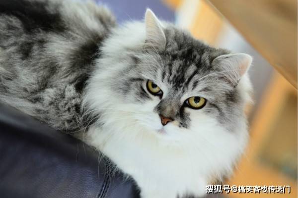 老公|搞笑幽默:老婆,逛商场是一件很累的事情,你坐上去,我来推你!