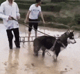 禅师|搞笑GIF趣图:最后这个赶紧来起个名吧,已经词穷了