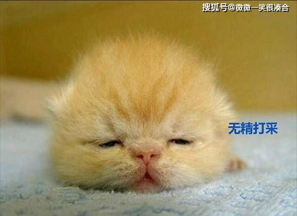 总务|负责董事业务的不懂事