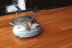 阿凡|每日一笑：你见过母鸡打架用鸡蛋的吗？胡闹