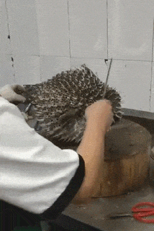 吃货|搞笑GIF:收到男朋友礼物,这是传说中的宠上天啊!!