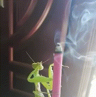 老丈人|笑话：和老婆离婚后，在家里喝酒庆祝，不料老丈人赶来了