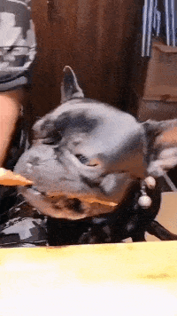 苹果|搞笑GIF趣图：别信他，就长成你这样的，染啥都没用了！