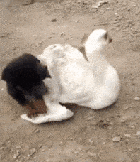 空调|gif笑话：这几天，不要心疼电费，大家有空调的开空调