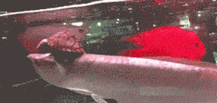 橘子|搞笑GIF趣图:上午手牵手和你一起买橘子的那个女孩子是谁?