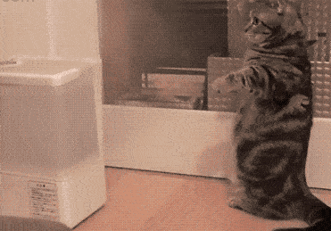 芝麻|搞笑GIF:不好意思 第一次上场 有点小紧张