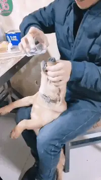 橘子|搞笑GIF趣图:上午手牵手和你一起买橘子的那个女孩子是谁?