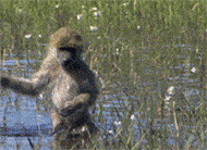 芝麻|搞笑GIF:不好意思 第一次上场 有点小紧张