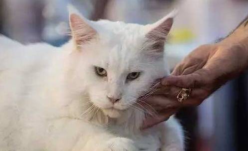 老公|开心笑话:当时她的语气很是霸道,我以为会考个好成绩呢