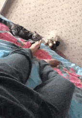 段子|爆笑GIF图：快点住嘴，你信不信我打你