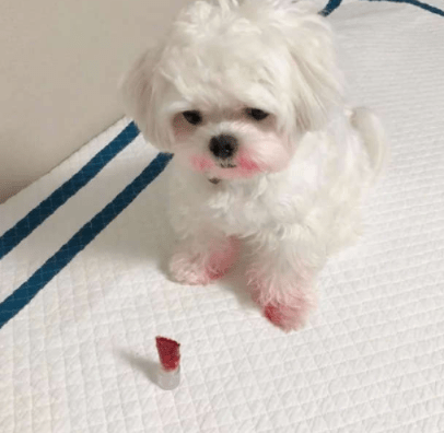 尼玛|搞笑GIF：妹子再漂亮，抢镜也抢不过二哈