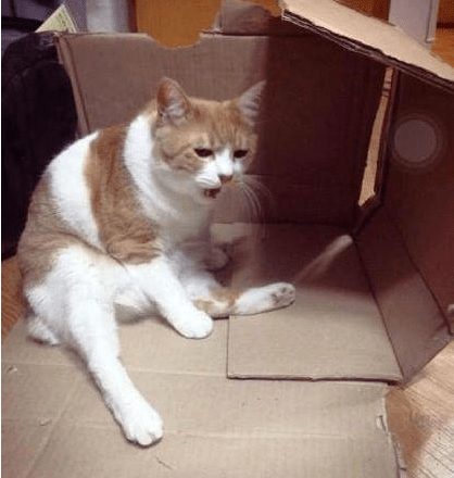 阿凡|搞笑GIF趣图：小哥，这双眼睛真的很优秀