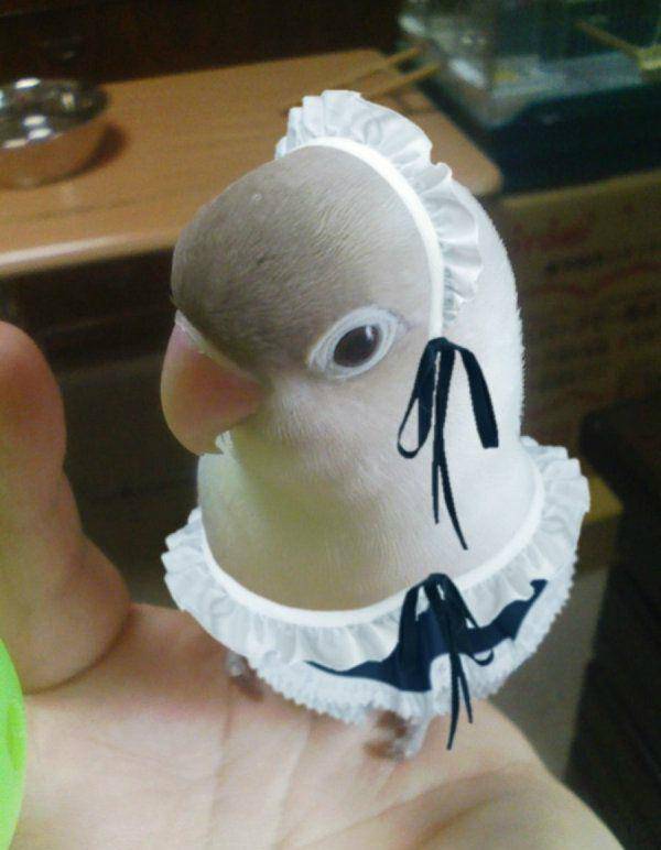 媳妇|开心一刻:一女刺客说“只要不说出去我做你妻子”,我同意了,一个月后…