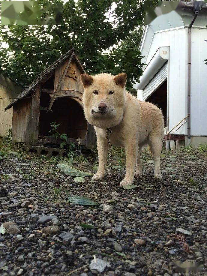 说自家的狗子和蛇打了一架,日本网友よしけン08阿姨听完举起了四十米